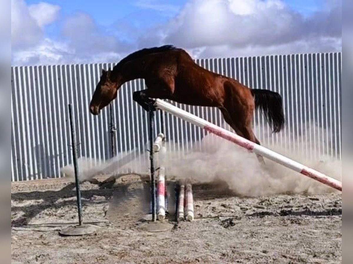 Zangersheide Giumenta 4 Anni 162 cm Baio in PORTUGAL