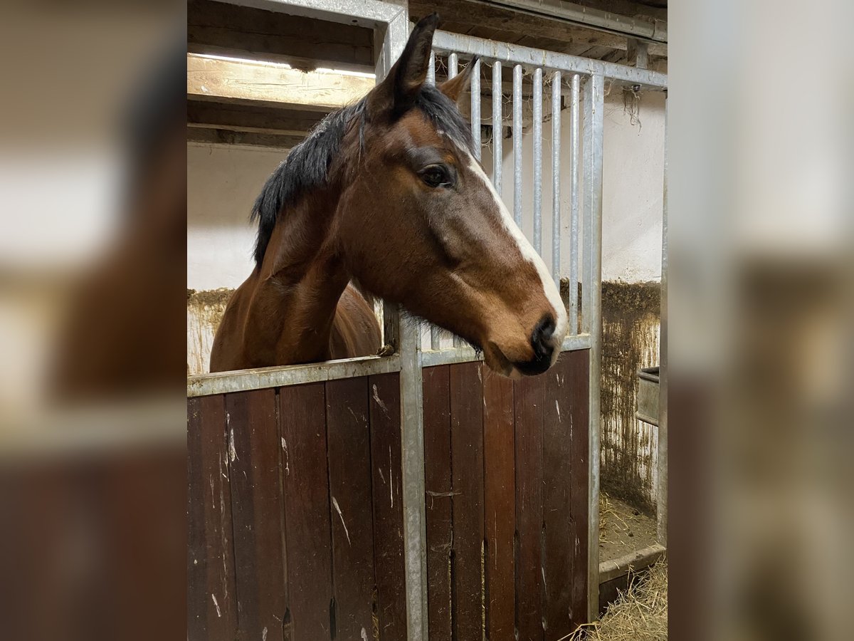 Zangersheide Giumenta 4 Anni 163 cm Baio in Steinau an der Straße