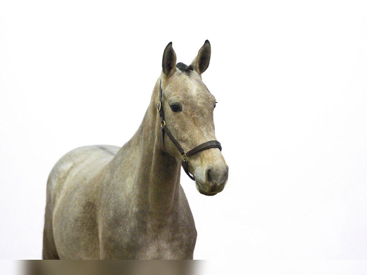 Zangersheide Giumenta 4 Anni 163 cm Grigio in Waddinxveen