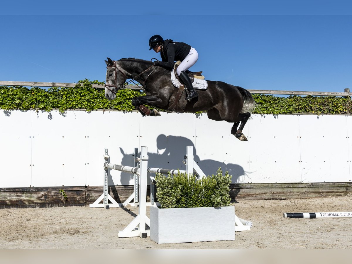 Zangersheide Giumenta 4 Anni 164 cm in Waddinxveen