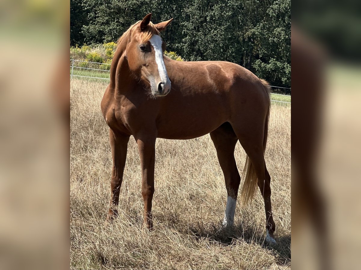 Zangersheide Giumenta 4 Anni 165 cm Sauro in Stanica