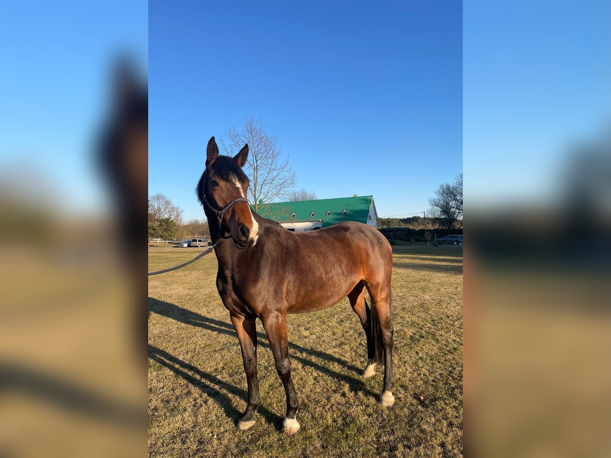 Zangersheide Giumenta 4 Anni 168 cm Baio scuro in Wiesengrund