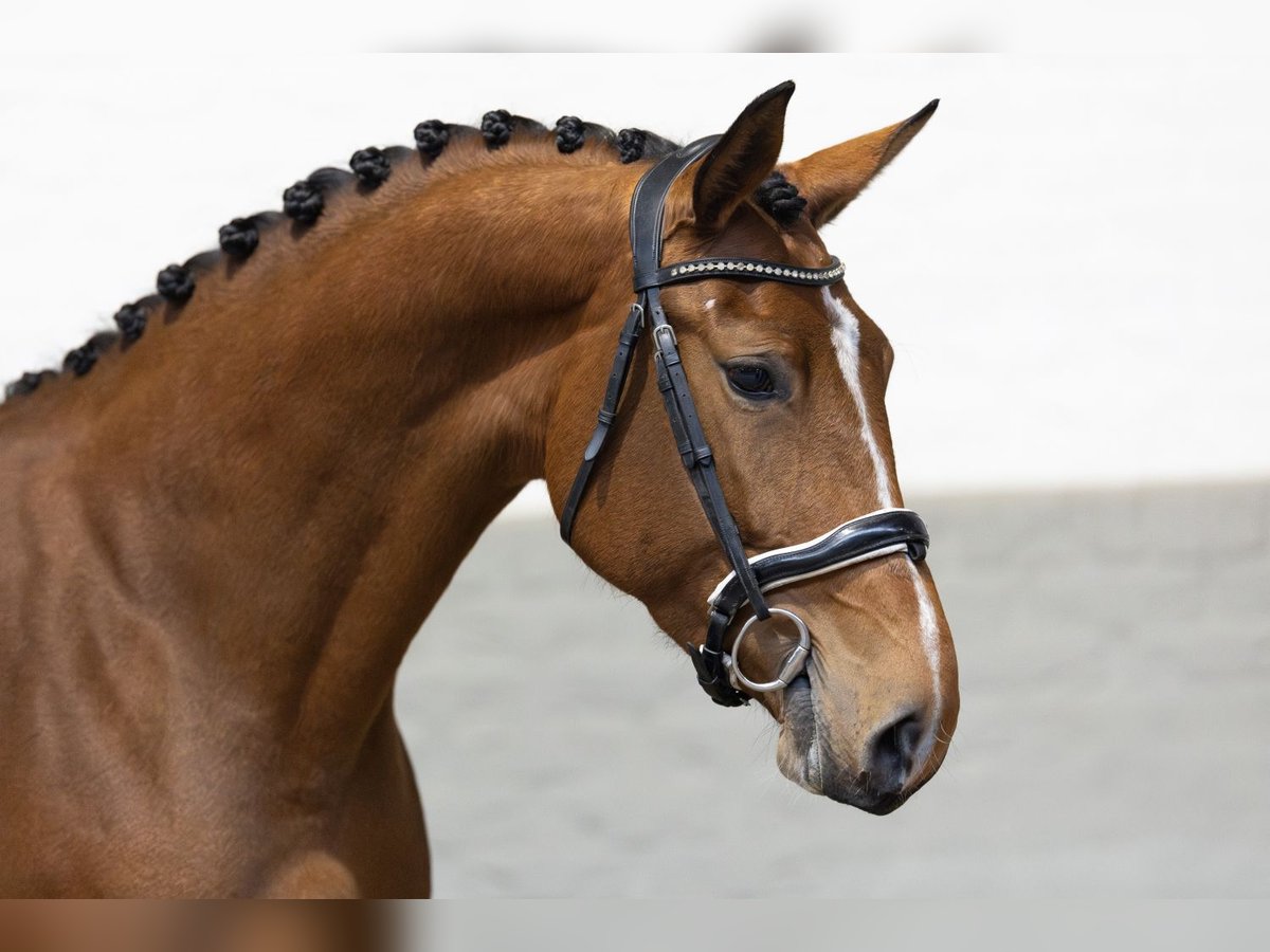 Zangersheide Giumenta 4 Anni 170 cm Baio chiaro in Heerde