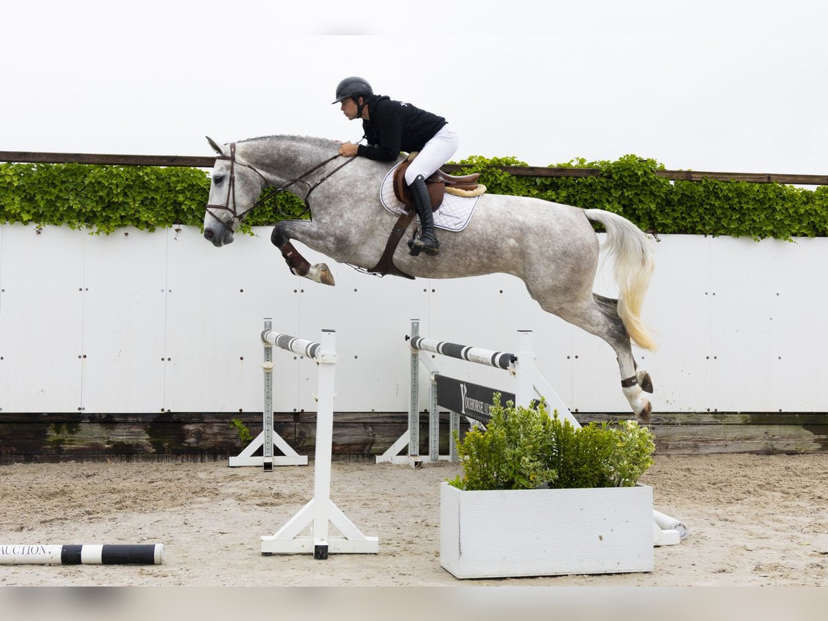 Zangersheide Giumenta 4 Anni 176 cm Grigio in Waddinxveen