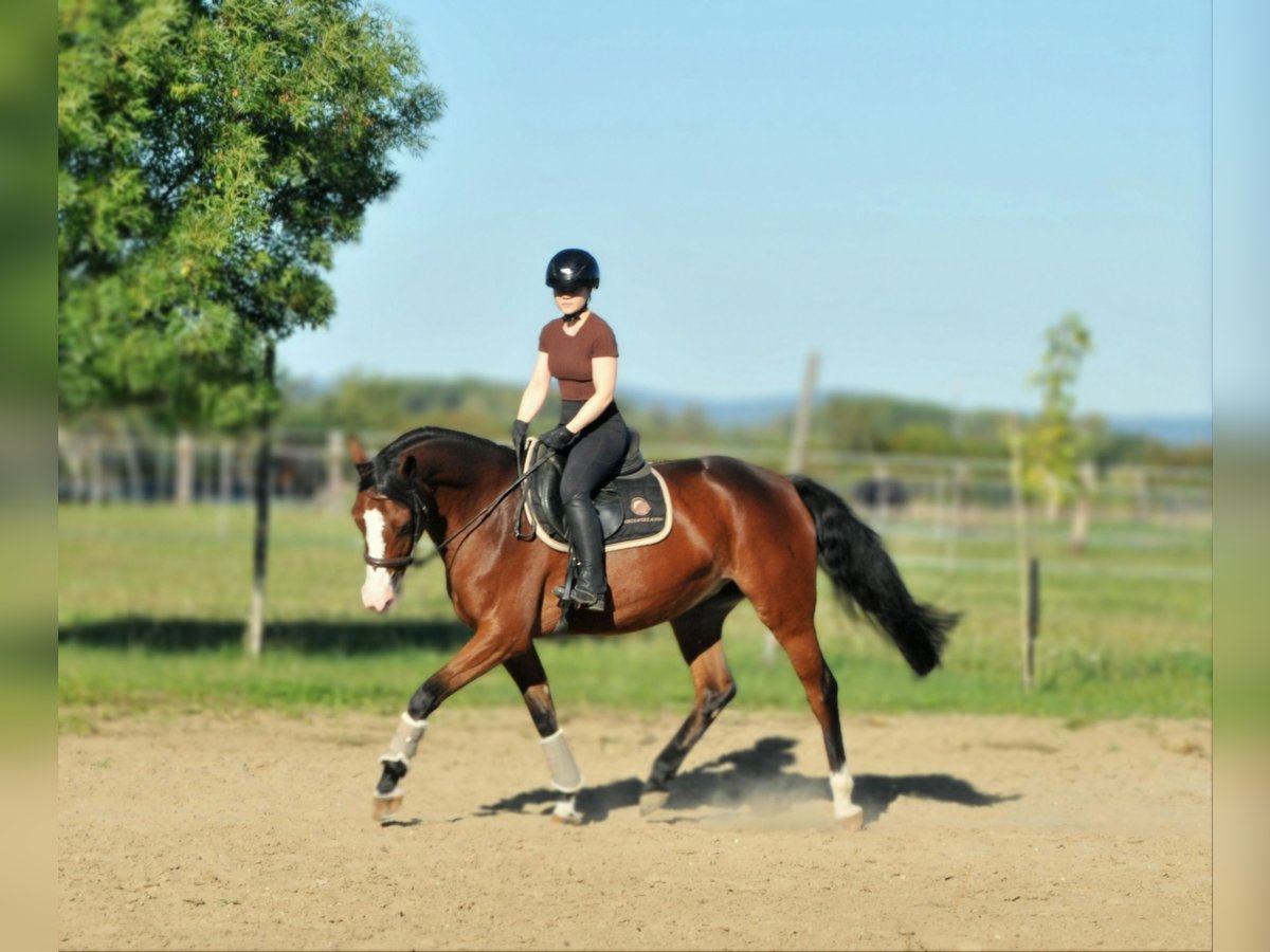 Zangersheide Giumenta 5 Anni 157 cm Baio in Schattendorf