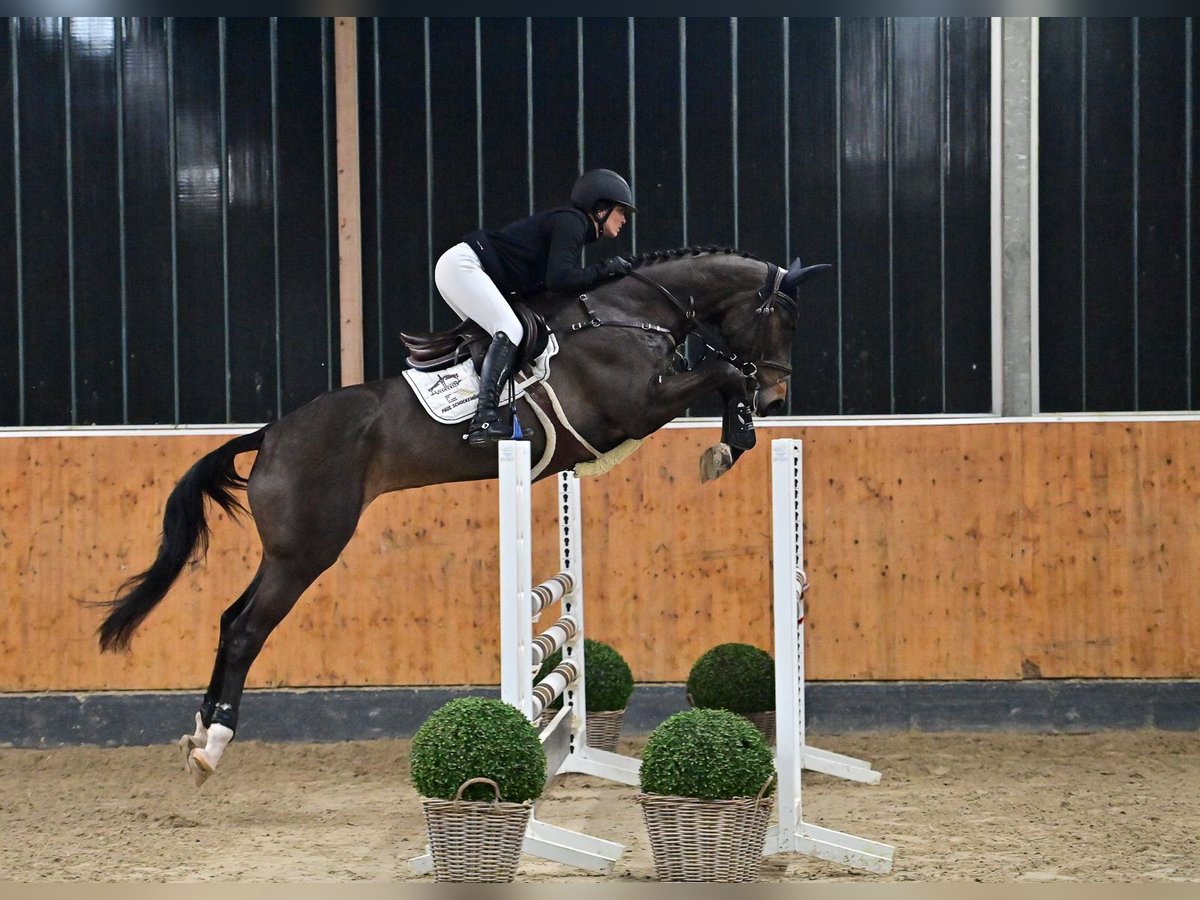 Zangersheide Giumenta 5 Anni 163 cm Baio scuro in Steinfeld (Oldenburg)