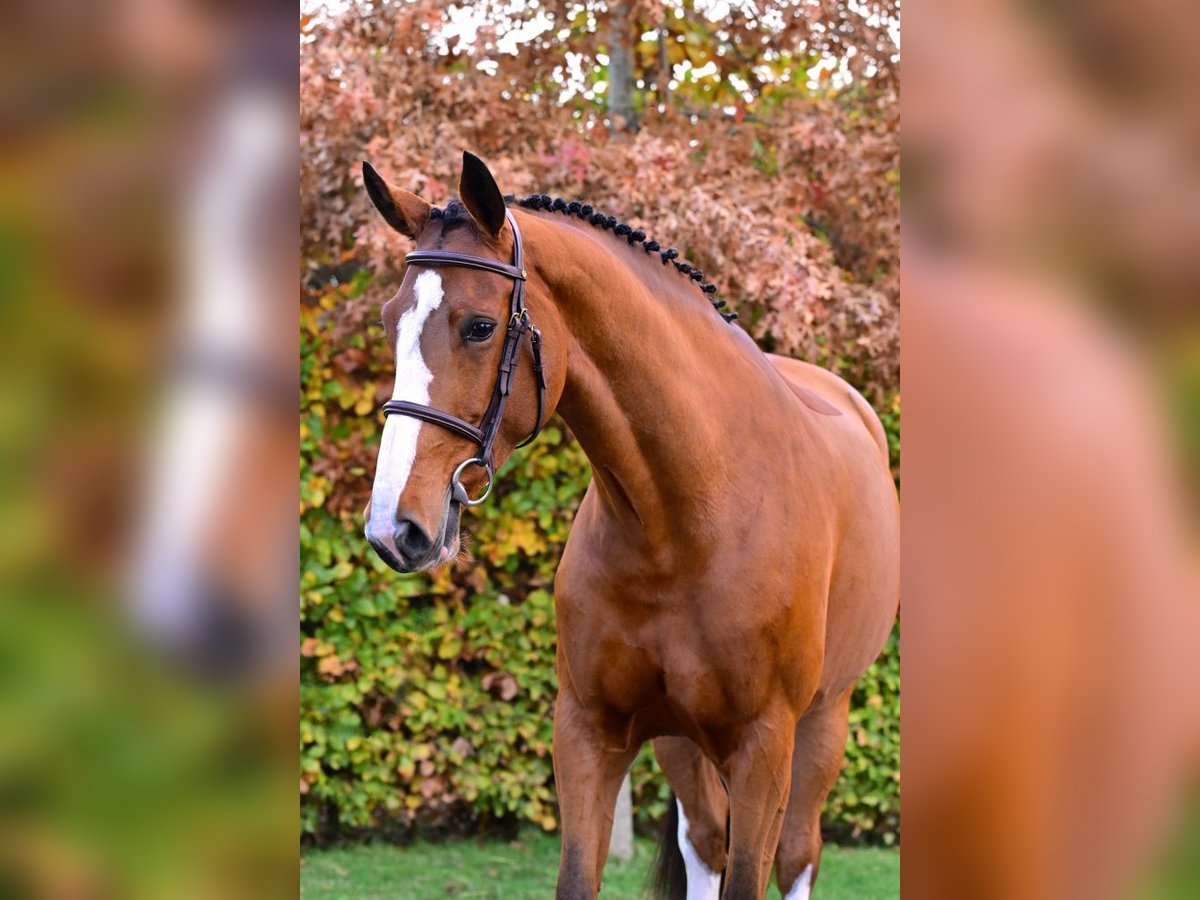 Zangersheide Giumenta 5 Anni 164 cm Baio in Bladel