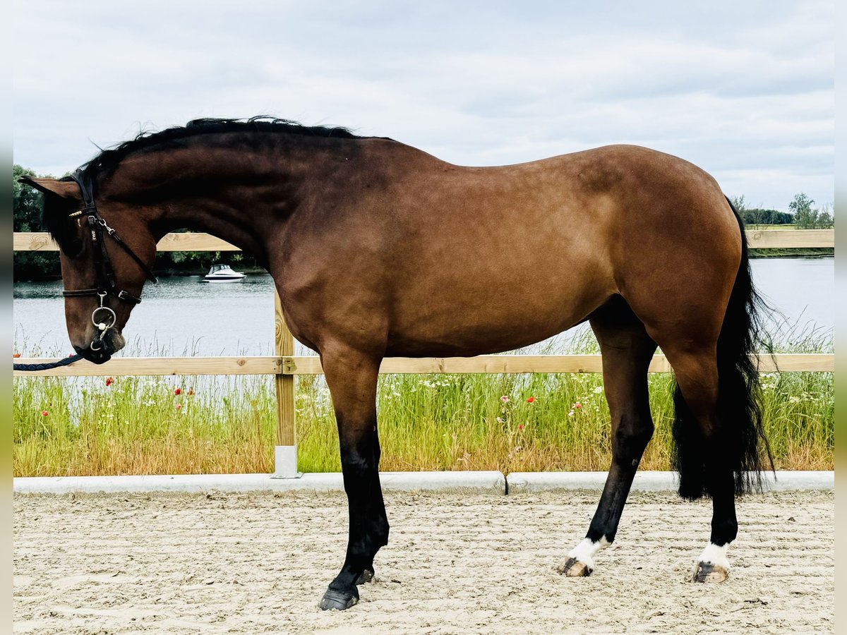 Zangersheide Giumenta 5 Anni 164 cm Baio in Maaseik