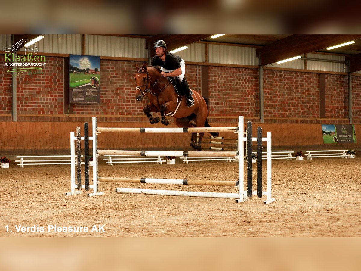 Zangersheide Giumenta 5 Anni 165 cm Baio in Bocholt