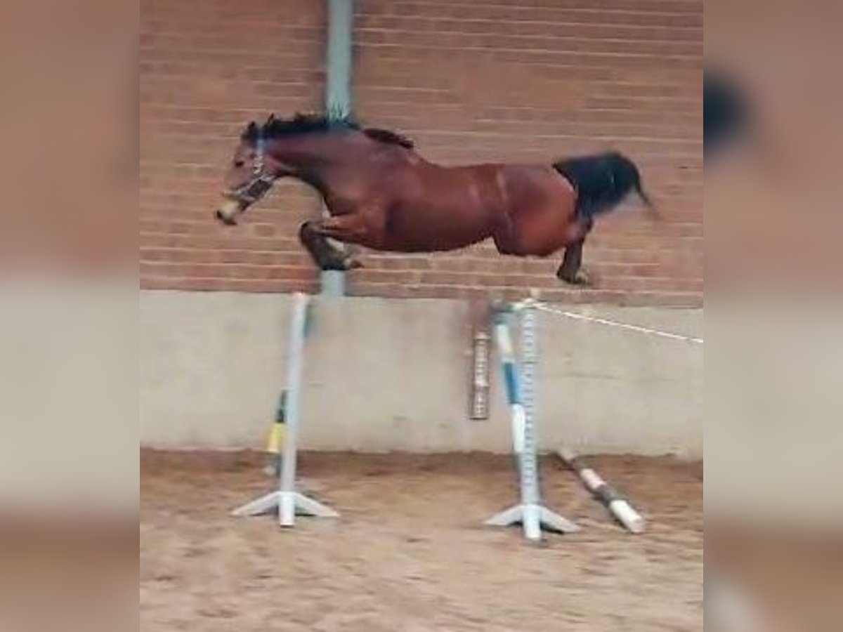 Zangersheide Giumenta 5 Anni 165 cm Baio in Lensahn