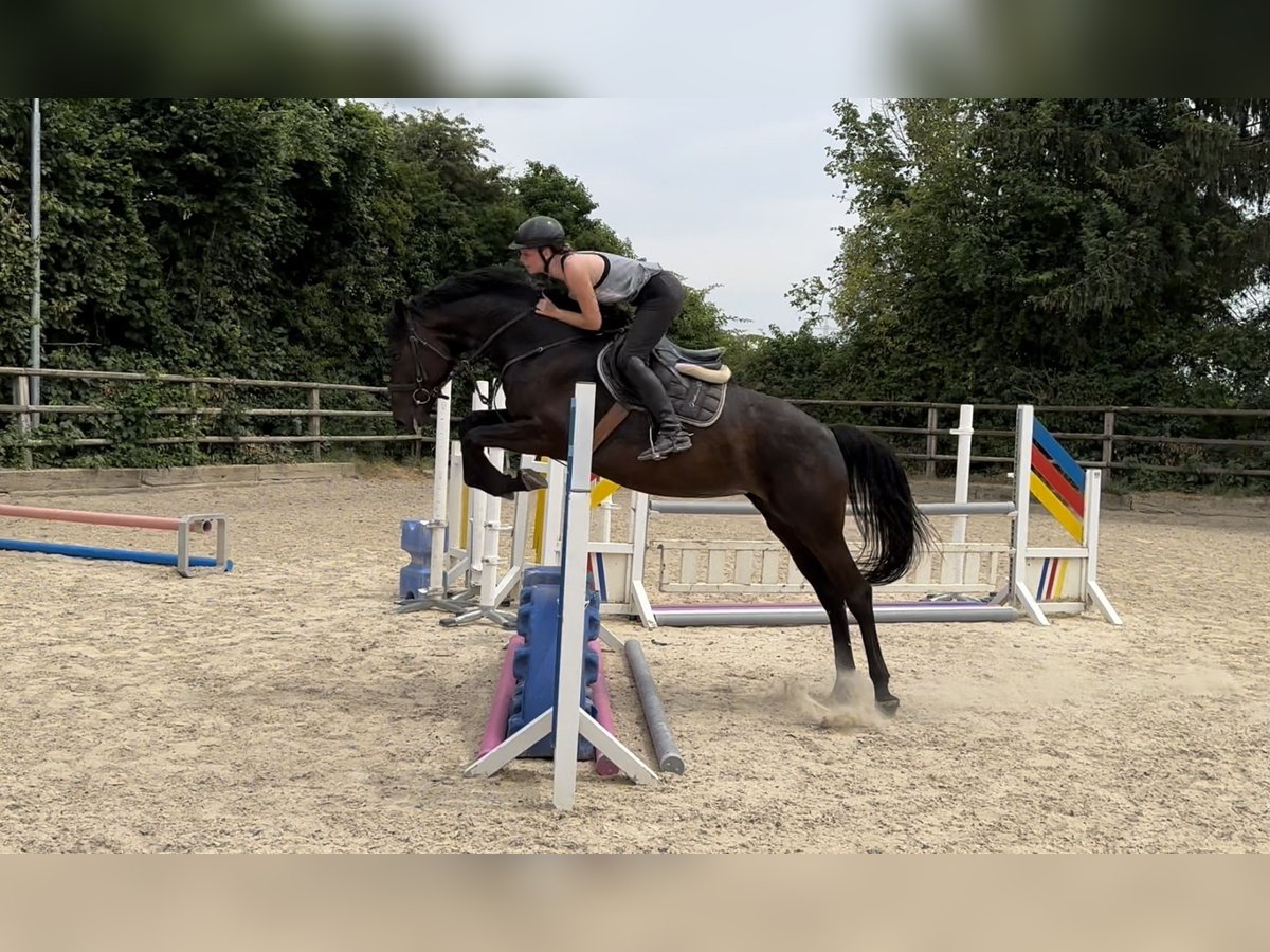 Zangersheide Giumenta 5 Anni 165 cm Baio nero in Bad Homburg vor der Höhe