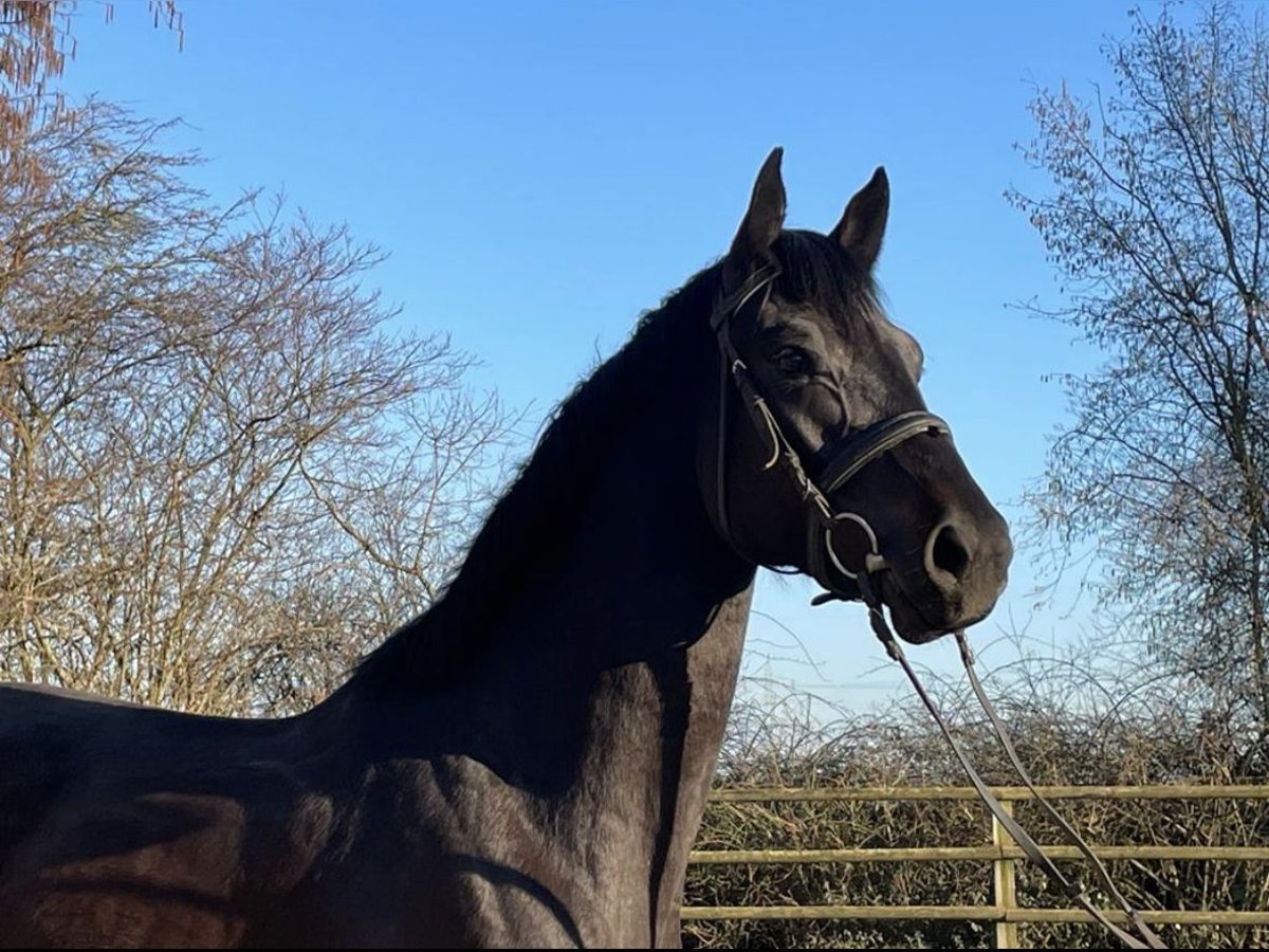 Zangersheide Giumenta 5 Anni 165 cm Baio nero in Bad Homburg vor der Höhe