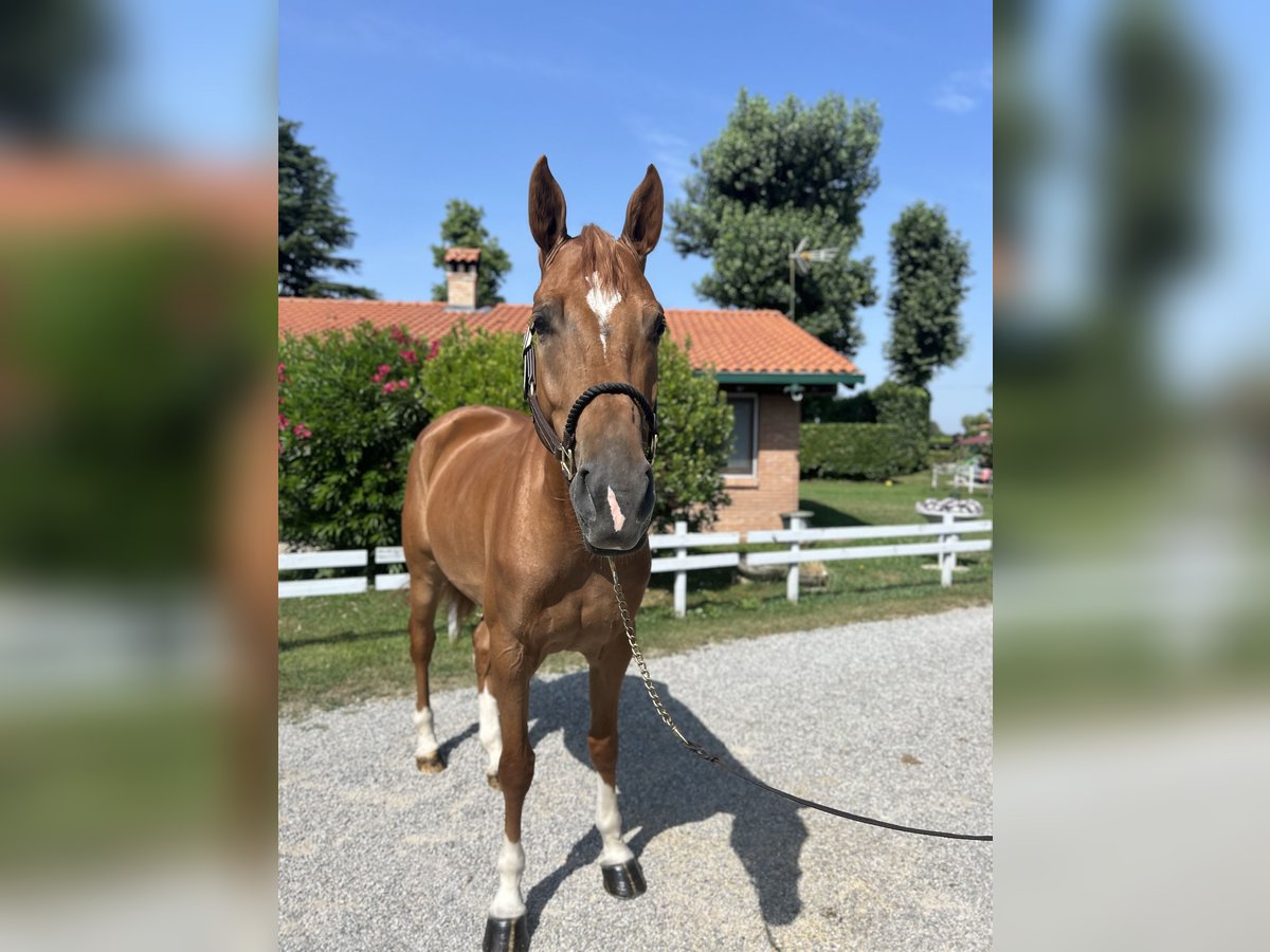 Zangersheide Giumenta 5 Anni 165 cm Sauro in Cassano D&#39;Adda