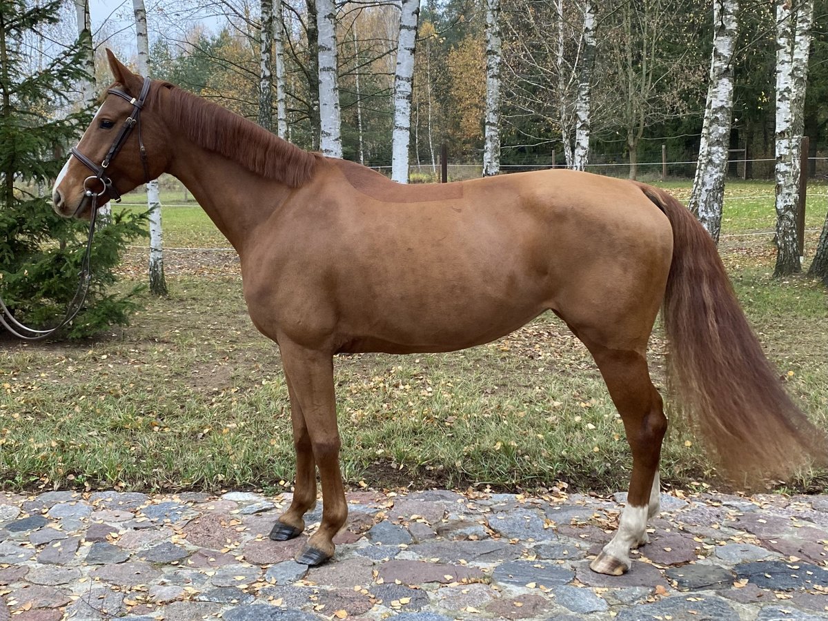 Zangersheide Giumenta 5 Anni 165 cm Sauro scuro in Giżycko