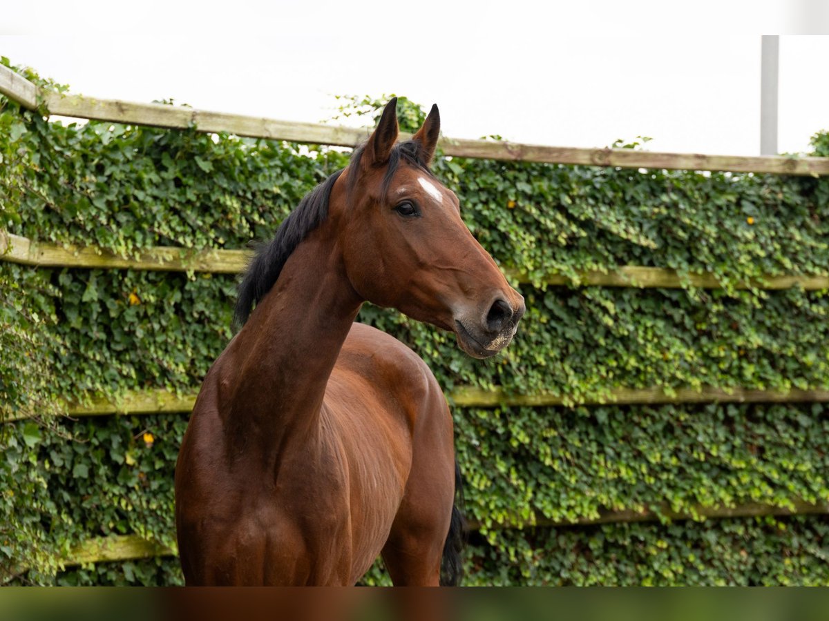 Zangersheide Giumenta 5 Anni 166 cm Baio in Waddinxveen Zangersheide Giumenta 5 Anni 166 cm Baio in Waddinxveen