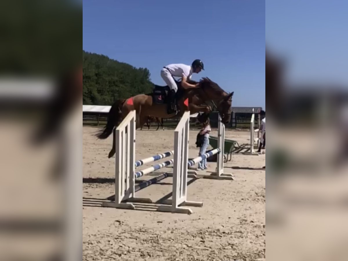 Zangersheide Giumenta 5 Anni 166 cm in Li&#xE8;ge