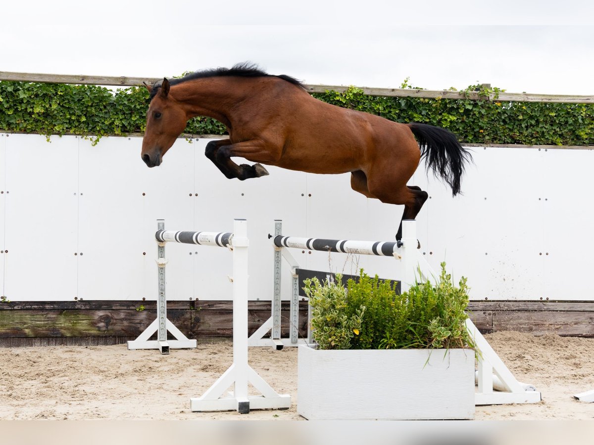 Zangersheide Giumenta 5 Anni 167 cm Baio in Waddinxveen