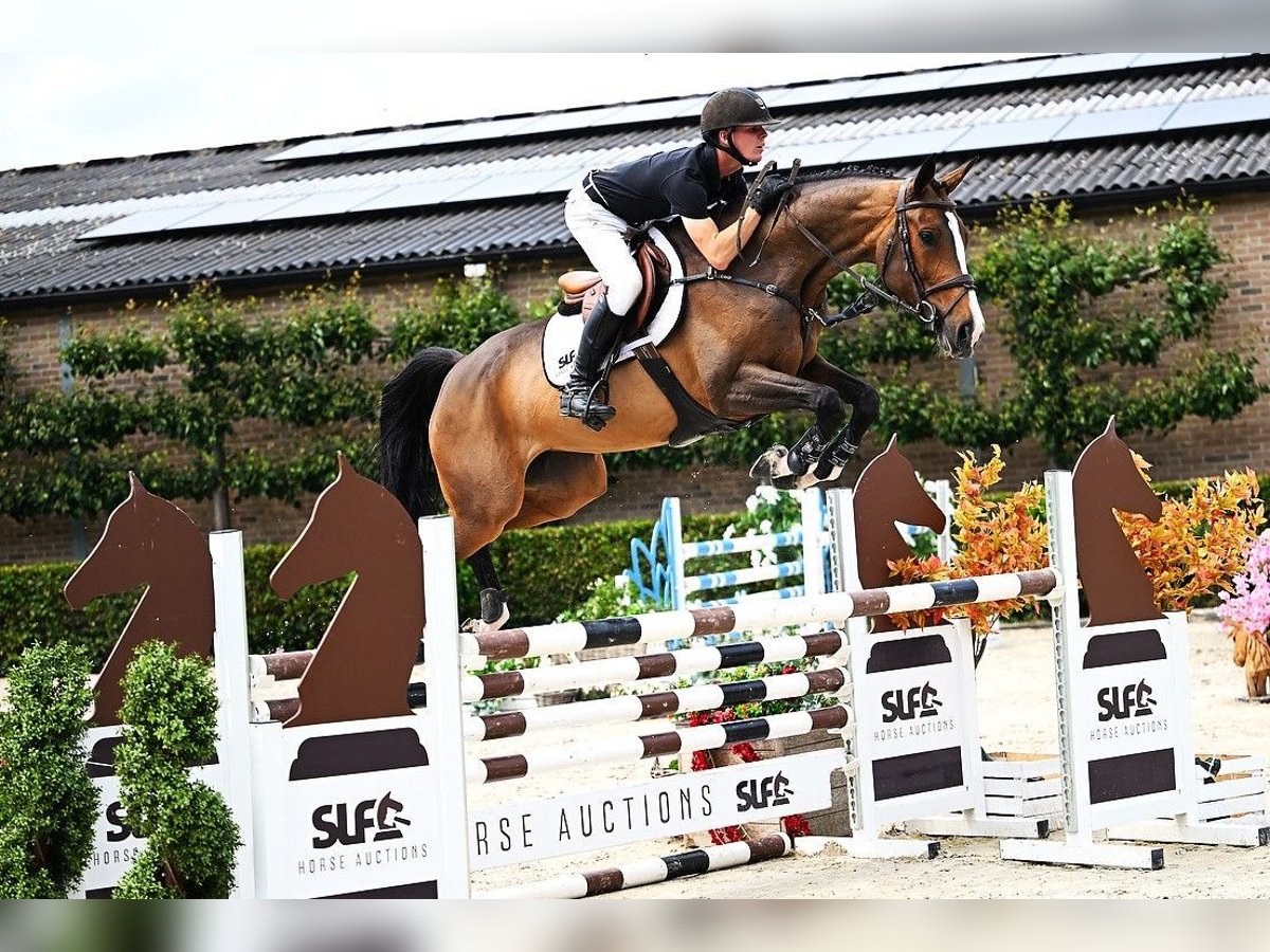 Zangersheide Giumenta 5 Anni 168 cm Baio in Bladel