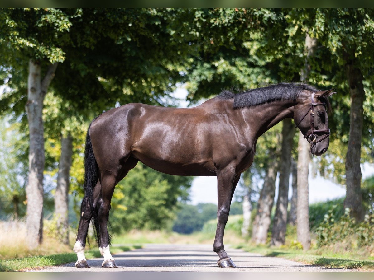 Zangersheide Giumenta 5 Anni 168 cm Baio nero in GROTE-BROGEL