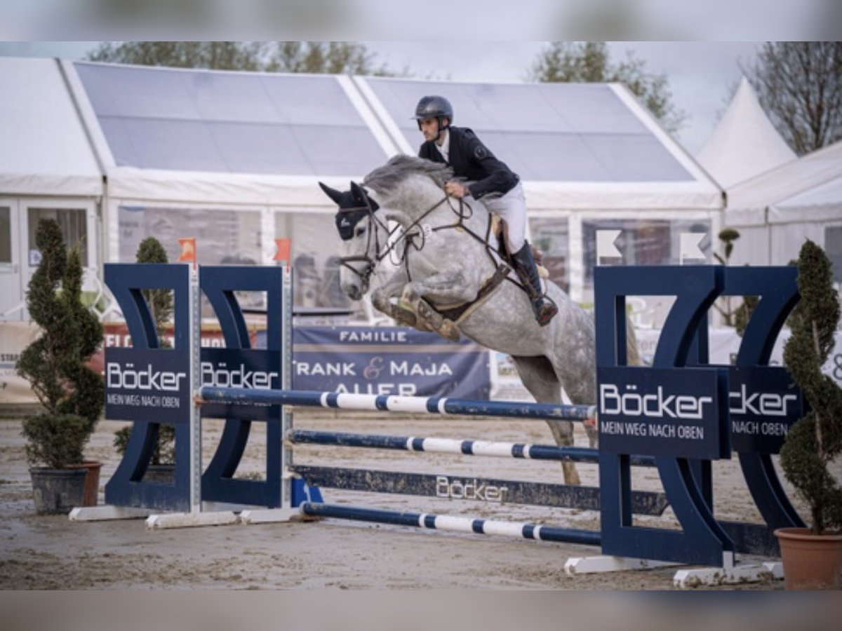 Zangersheide Giumenta 5 Anni 168 cm Grigio in M&#xFC;nster