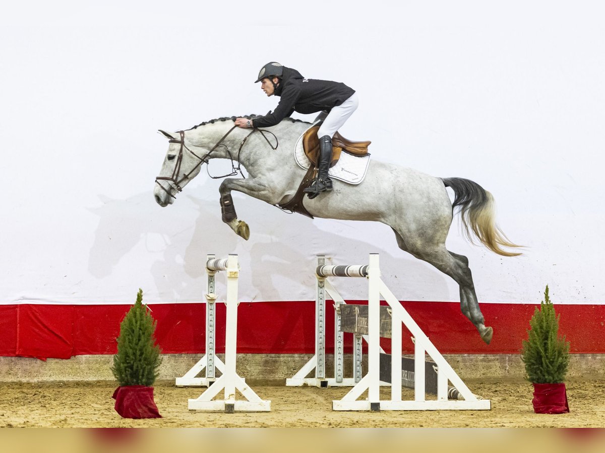 Zangersheide Giumenta 5 Anni 168 cm Grigio in Waddinxveen