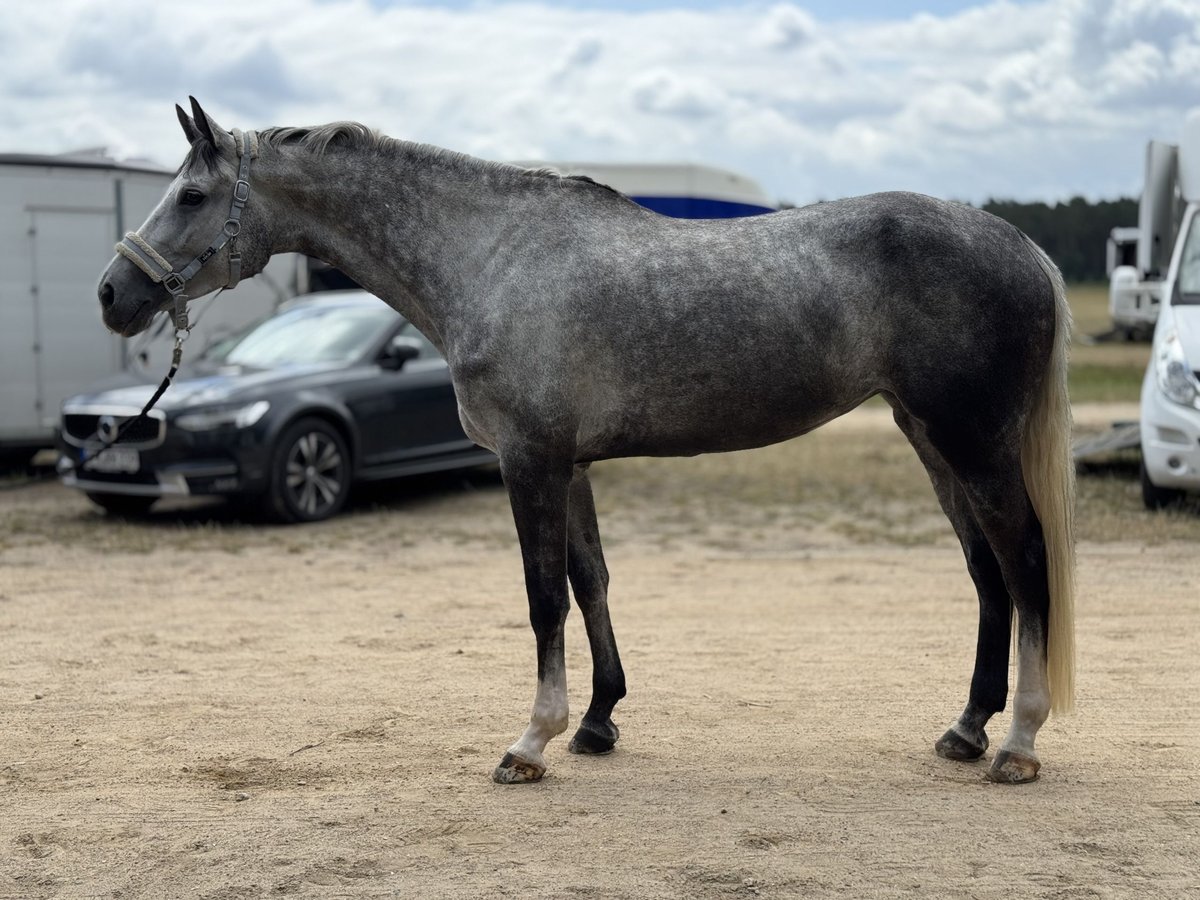 Zangersheide Giumenta 5 Anni 170 cm Grigio in Gresse