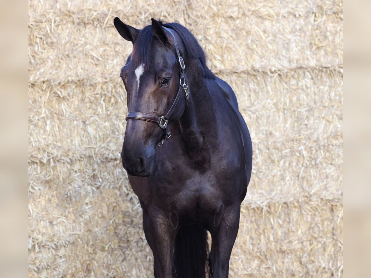 Zangersheide Giumenta 5 Anni 173 cm Morello in Bladel