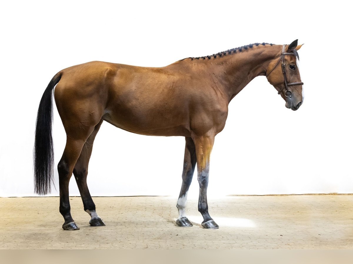 Zangersheide Giumenta 5 Anni 176 cm Baio in Waddinxveen