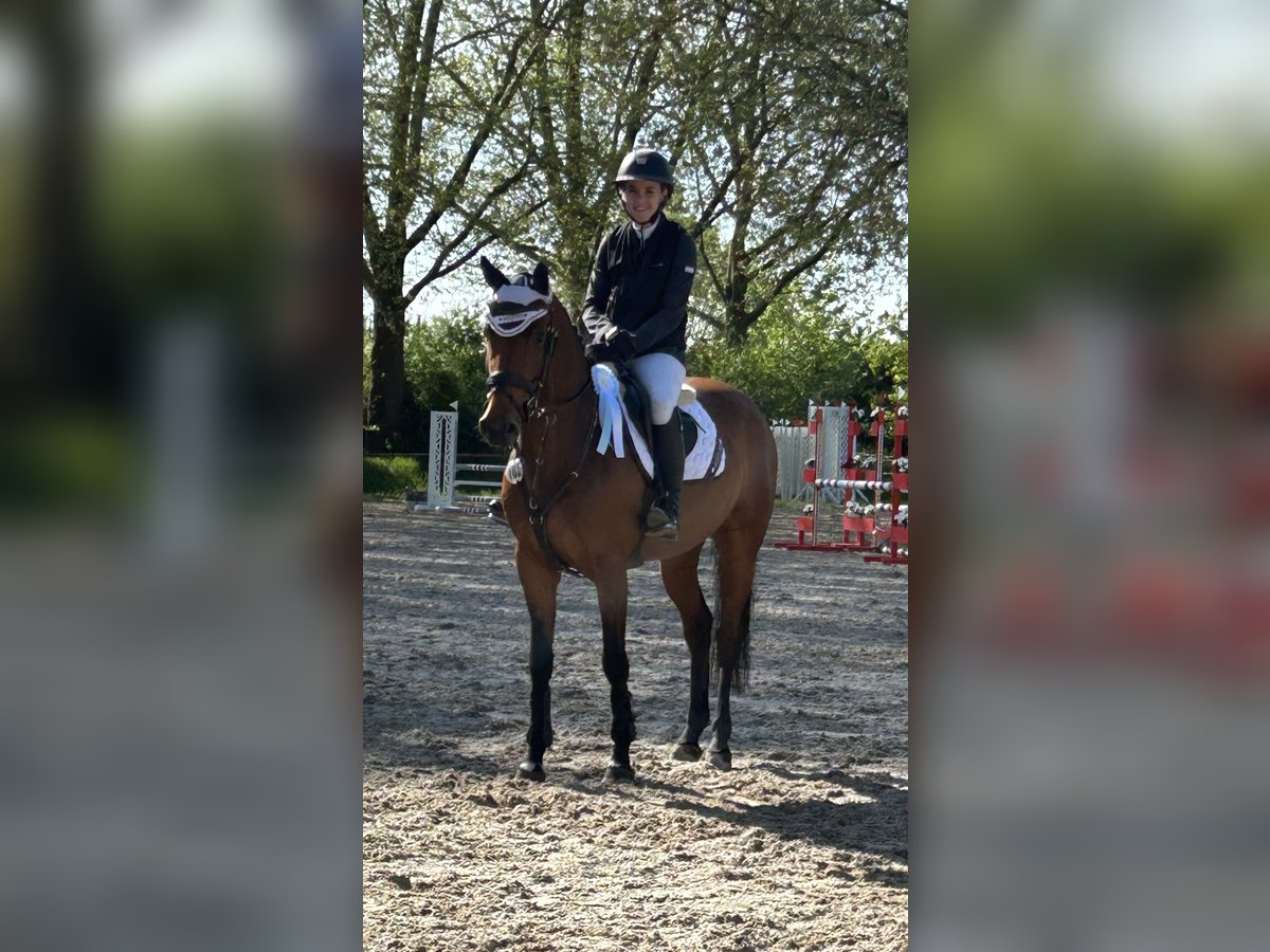 Zangersheide Giumenta 6 Anni 156 cm Baio in Kirchardt