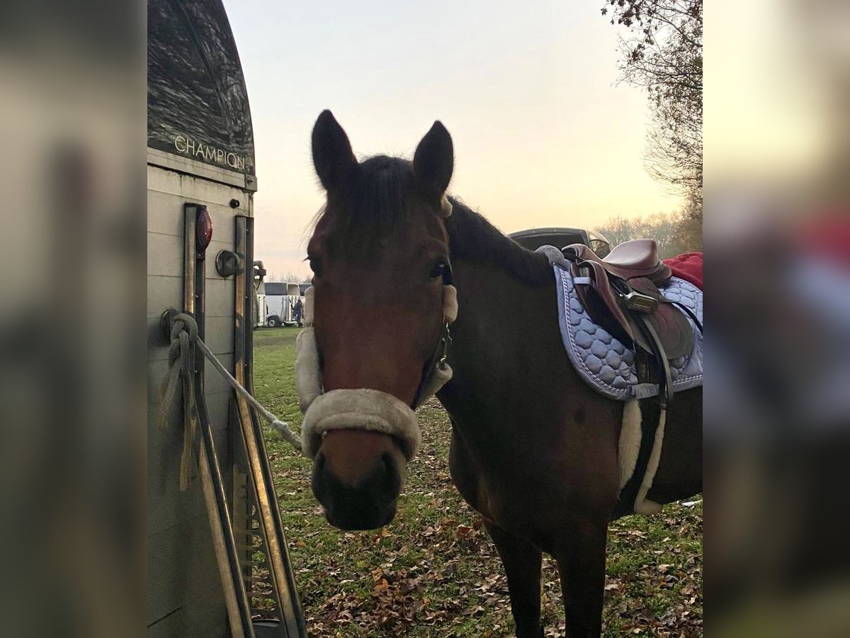 Zangersheide Giumenta 6 Anni 162 cm Baio in M&#xFC;nster