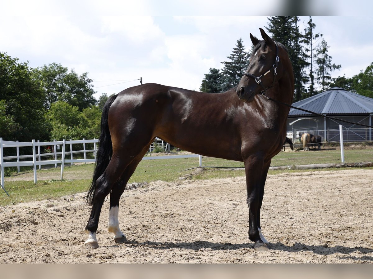 Zangersheide Giumenta 6 Anni 162 cm Baio scuro in Berlin