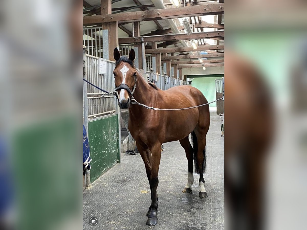 Zangersheide Giumenta 6 Anni 165 cm Baio in Benken SG