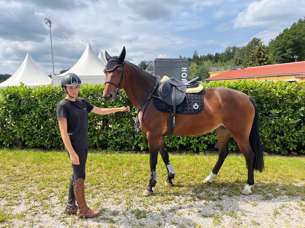 Zangersheide Giumenta 6 Anni 165 cm Baio in Tarcento