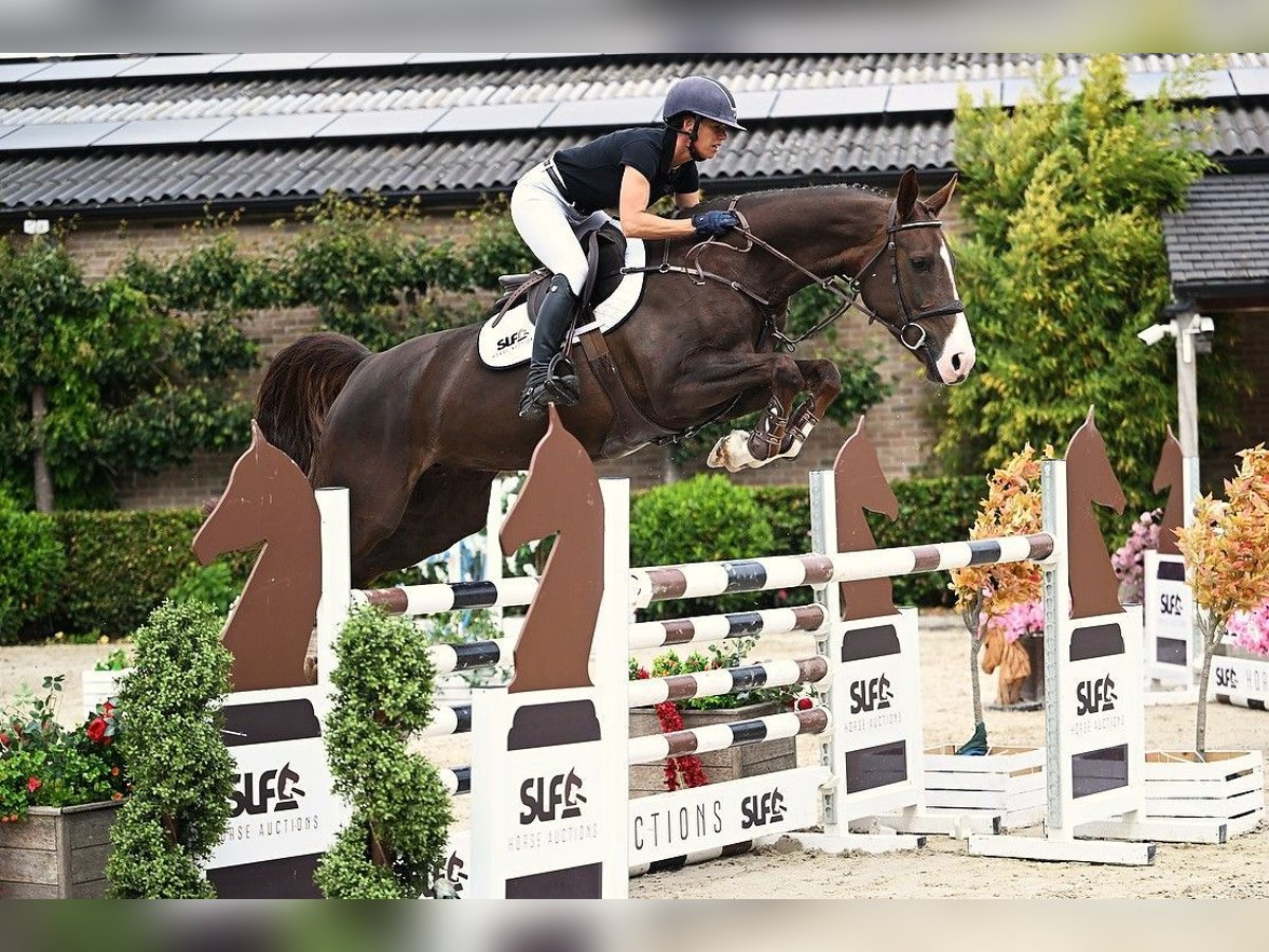 Zangersheide Giumenta 6 Anni 165 cm Sauro scuro in Bladel