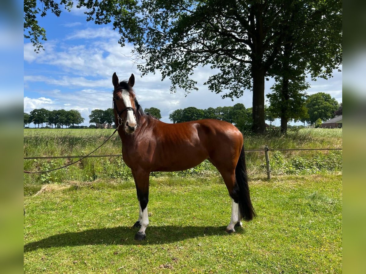 Zangersheide Giumenta 6 Anni 168 cm Baio in Holten