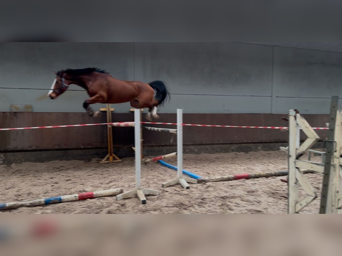 Zangersheide Giumenta 6 Anni 168 cm Baio scuro in Heusden zolder