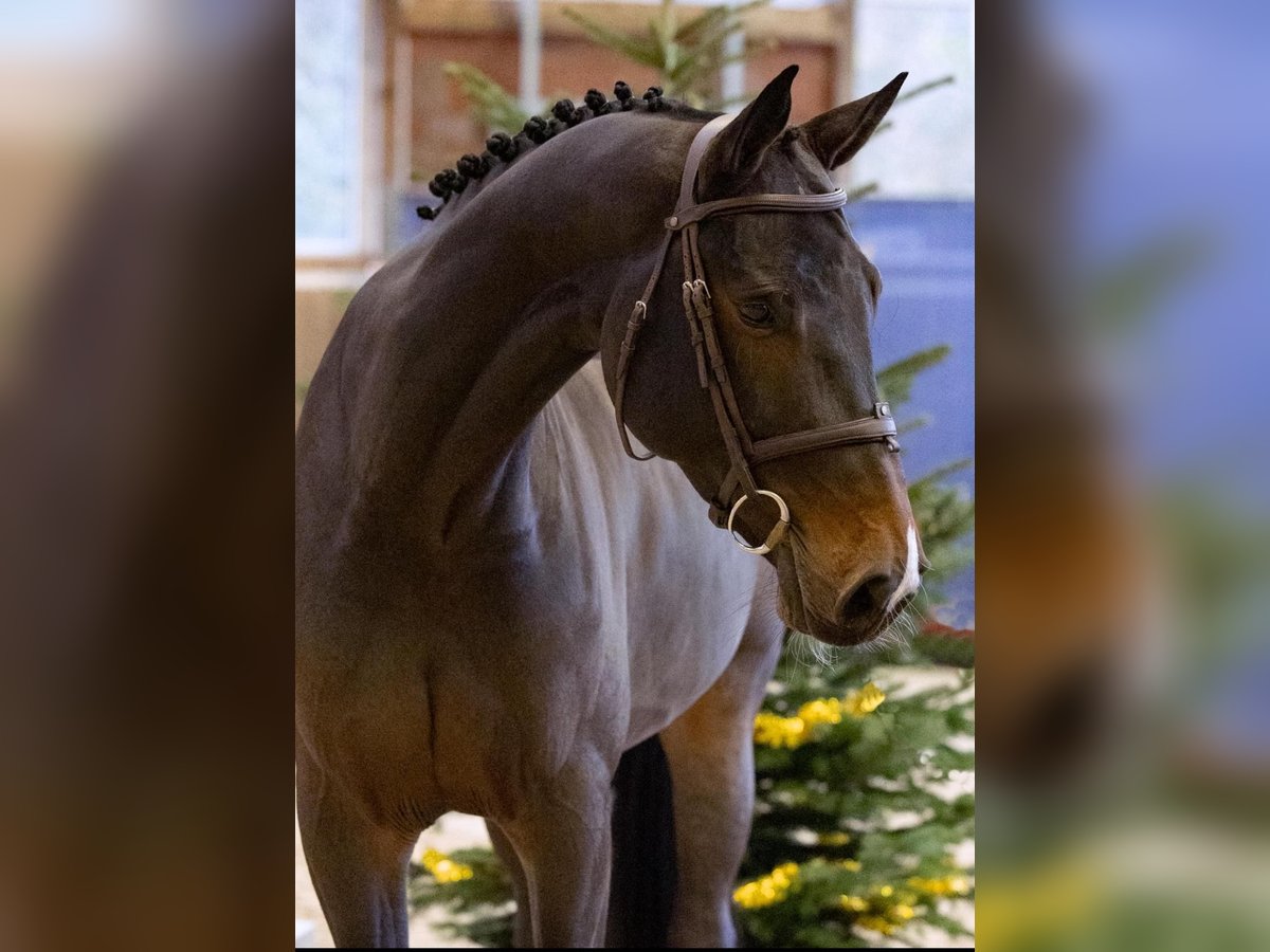 Zangersheide Giumenta 6 Anni 171 cm Baio scuro in Diepholz