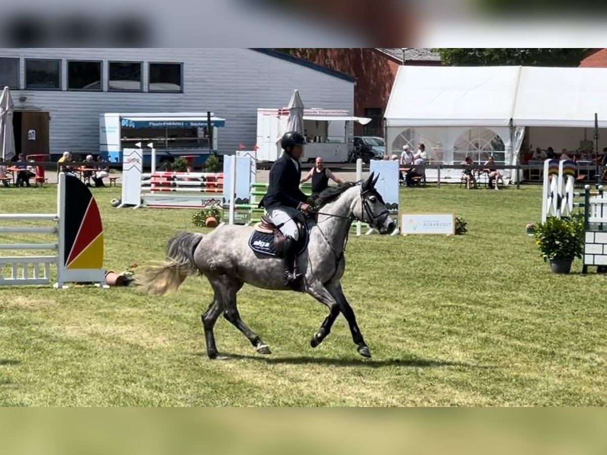 Zangersheide Giumenta 7 Anni 163 cm Grigio in Sittensen