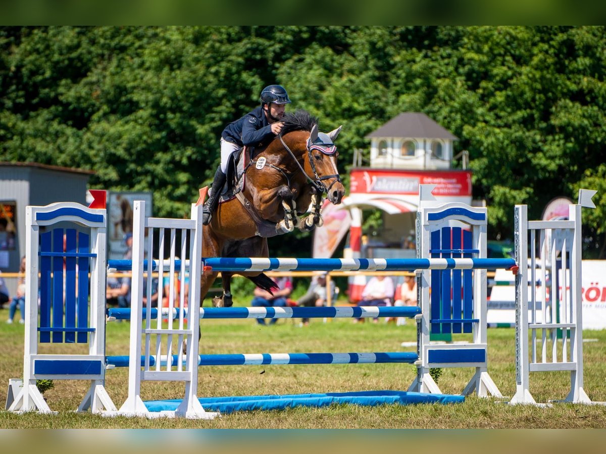 Zangersheide Giumenta 7 Anni 164 cm Baio in Lübeck