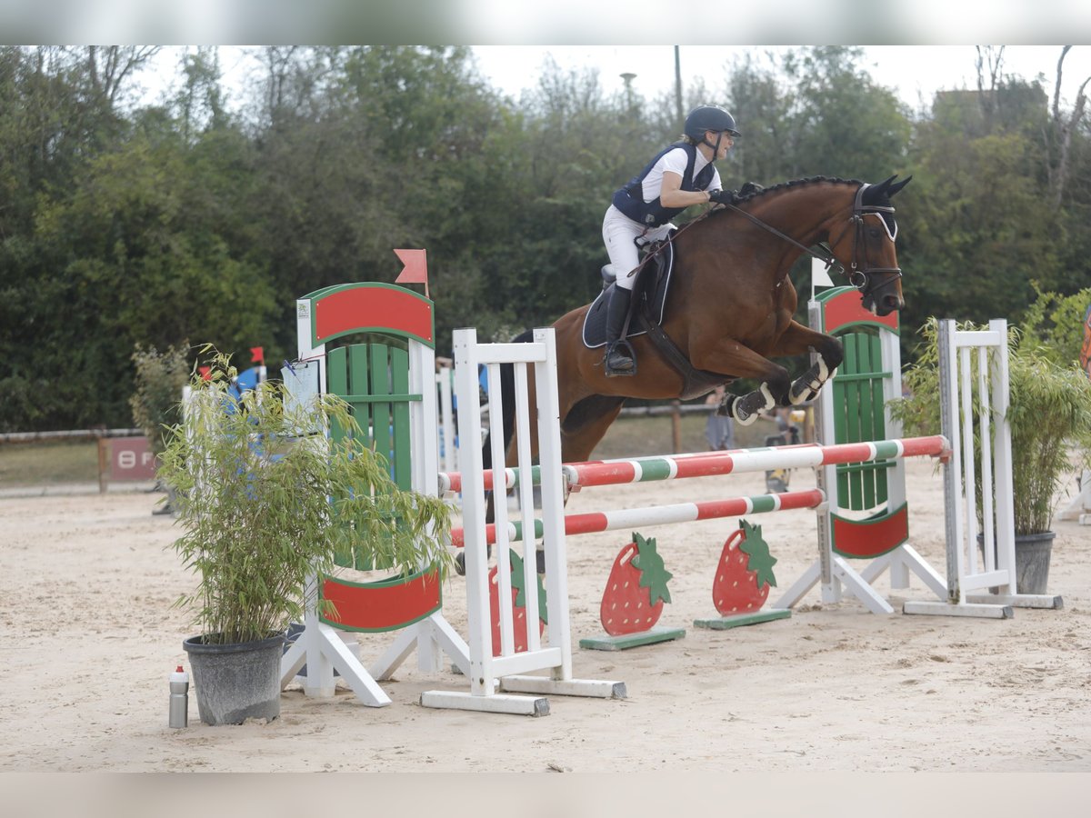 Zangersheide Giumenta 7 Anni 165 cm Baio in Les Chères