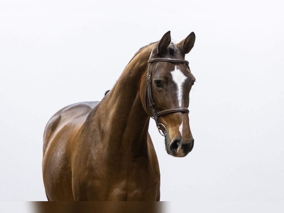 Zangersheide Giumenta 7 Anni 165 cm Baio in Waddinxveen