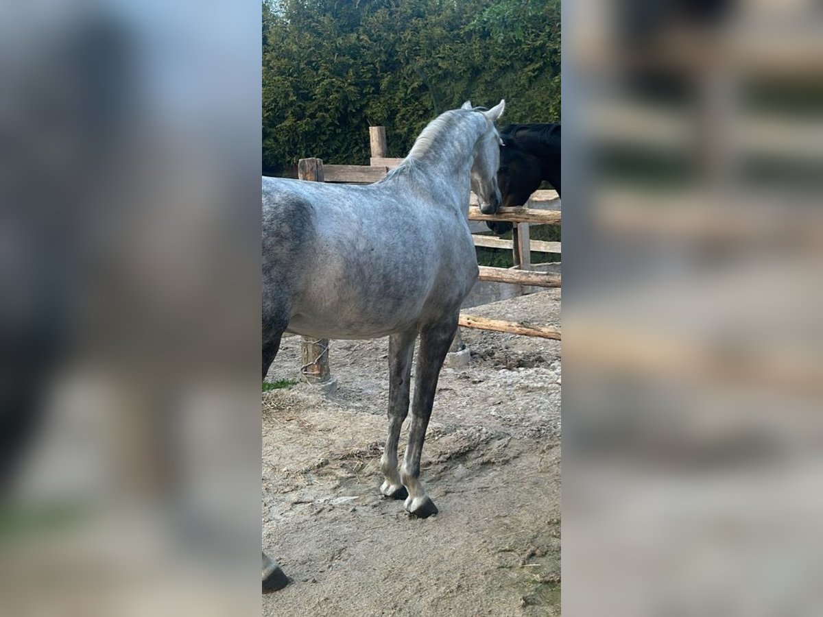 Zangersheide Giumenta 7 Anni 165 cm Grigio in Leutershausen