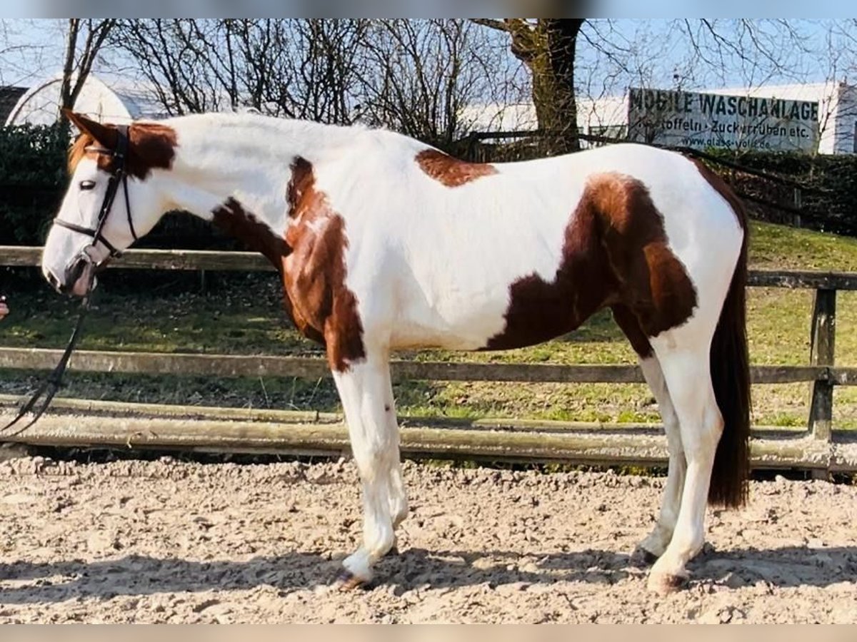 Zangersheide Giumenta 7 Anni 166 cm Pezzato in Grevenbroich