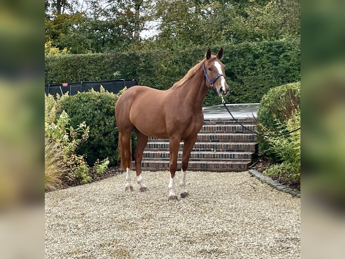 Zangersheide Giumenta 7 Anni 168 cm Sauro in Sint-Katherina-Lombeek