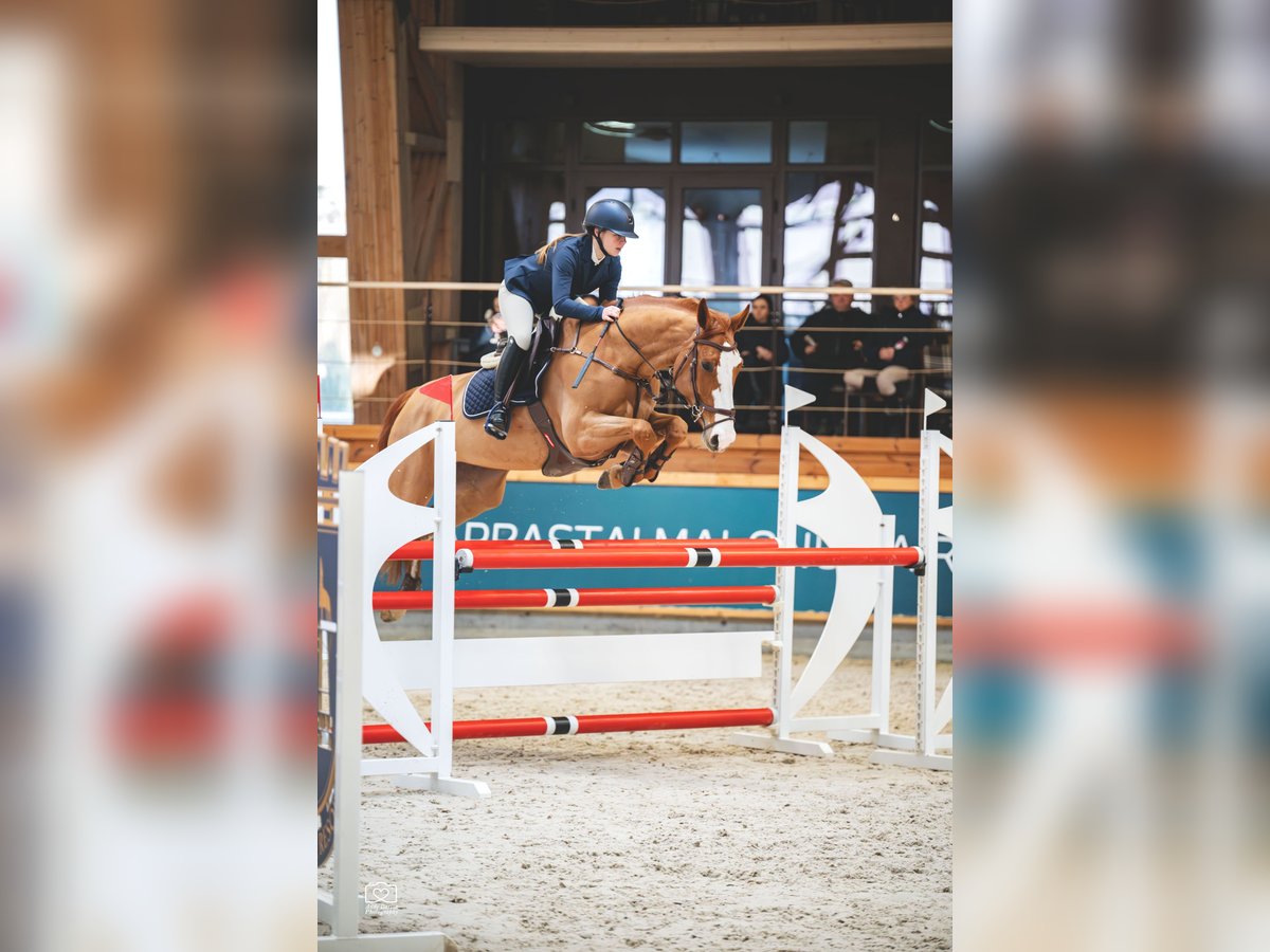 Zangersheide Giumenta 7 Anni 168 cm Sauro scuro in Prienai