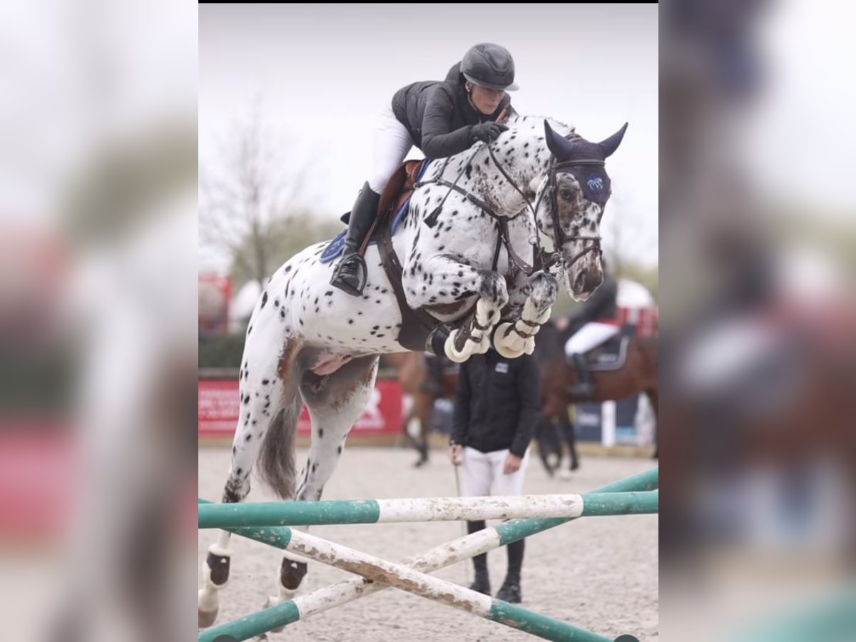 Zangersheide Giumenta 7 Anni 169 cm Morello in Lennik