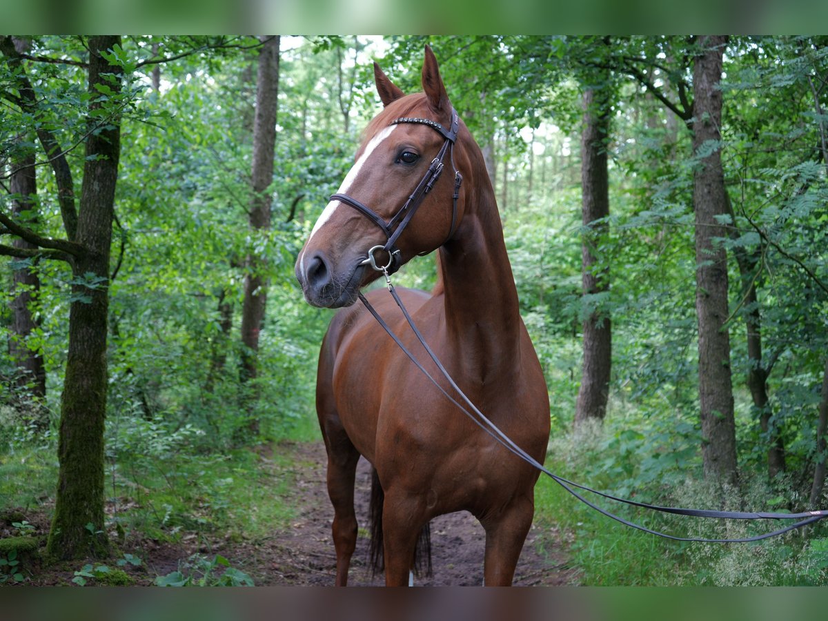 Zangersheide Giumenta 7 Anni 169 cm Sauro in Vechta