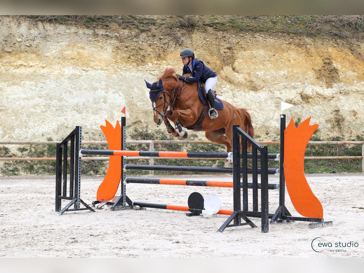 Zangersheide Giumenta 7 Anni 170 cm Sauro in Poussignac