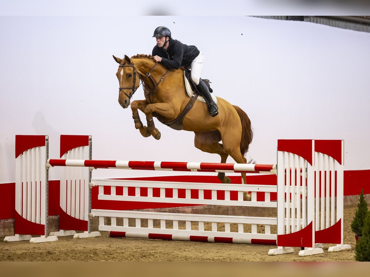 Zangersheide Giumenta 7 Anni 171 cm Cremello in Waddinxveen