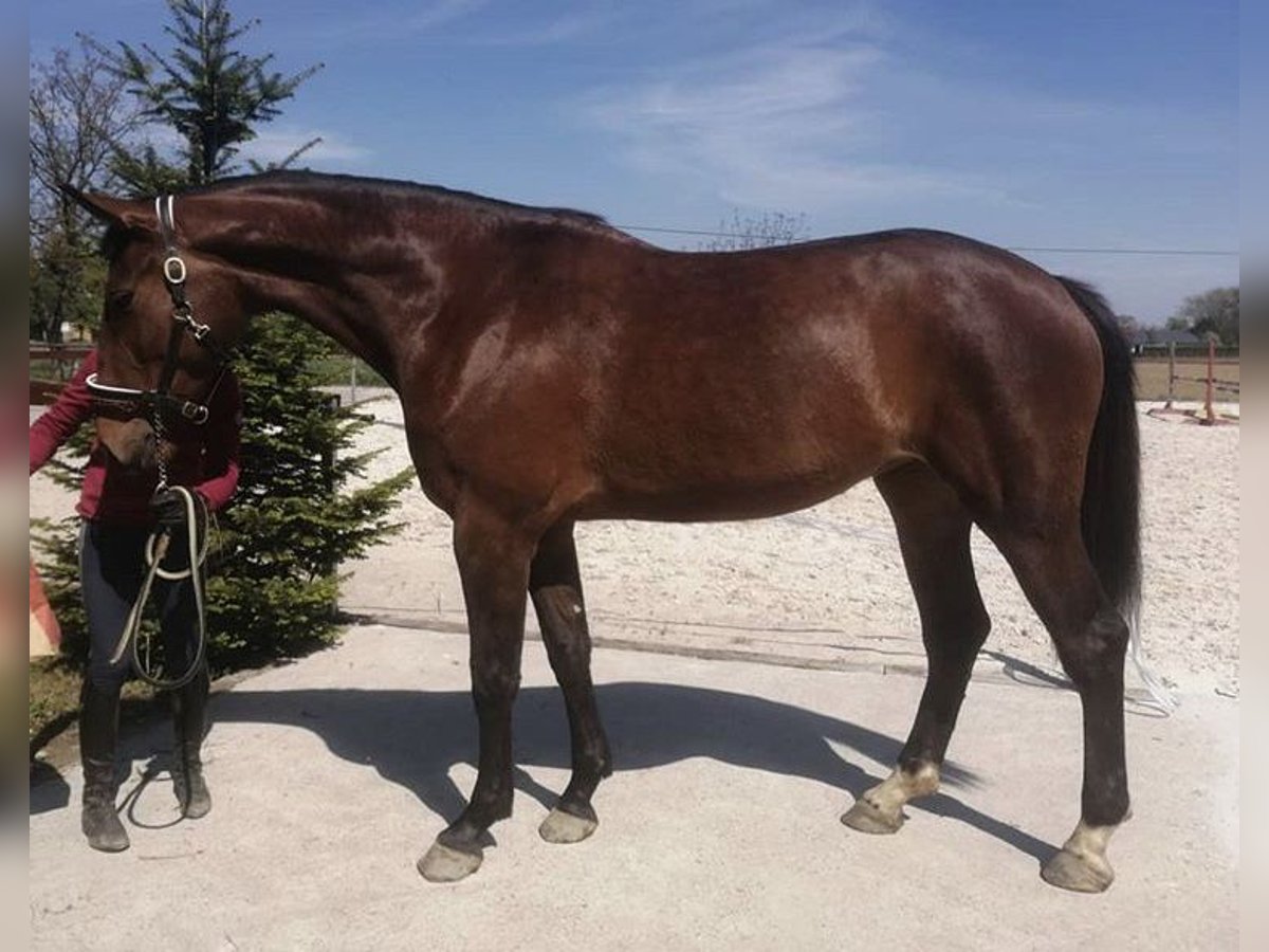 Zangersheide Giumenta 7 Anni 172 cm Baio ciliegia in Łódź